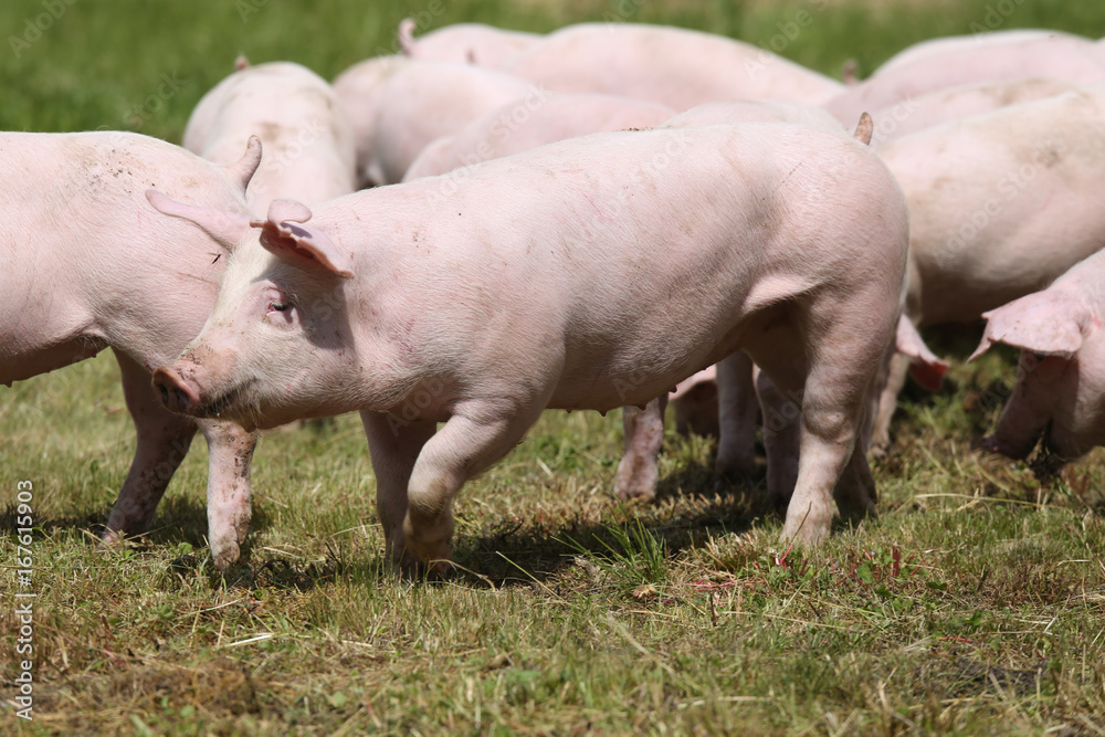 Pigs farming raising breeding in animal farm rural scene Pigs farming raising breeding in animal farm rural scene