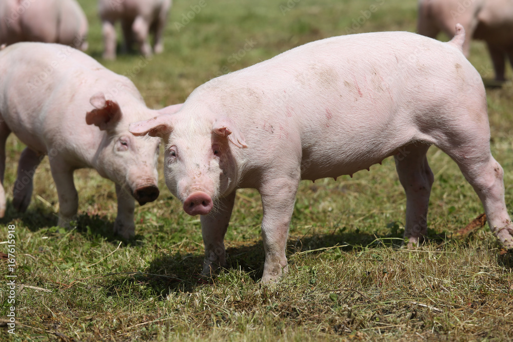 Herd of piglets on animal farm summetime Herd of piglets on animal farm summetime