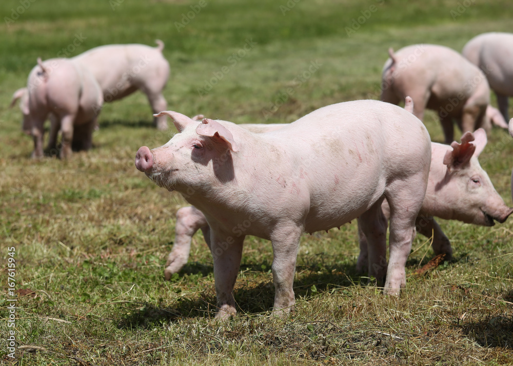 Domestic pigs on the meadow on animal farm Domestic pigs on the meadow on animal farm