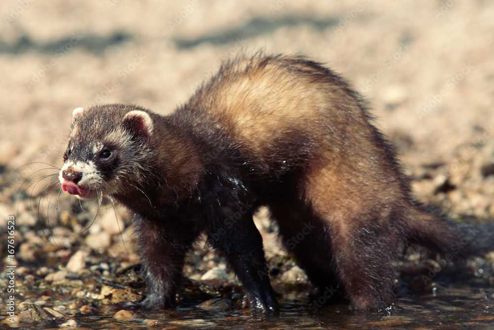 Sable ferret on beach enjoying relaxation in summer day Sable ferret on beach enjoying relaxation in summer day