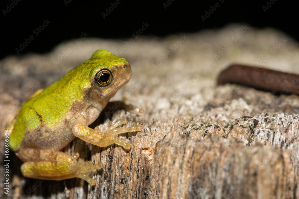 Obraz premium Gray Tree Frog Metamorph