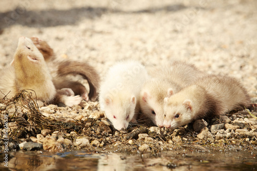 Ferret group on beach enjoying relaxation in summer day