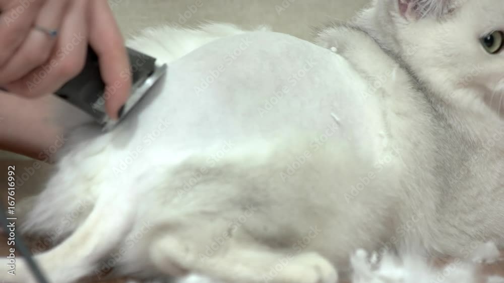 Pet getting haircut close up. Cat in grooming salon. Pet getting haircut close up. Cat in grooming salon.
