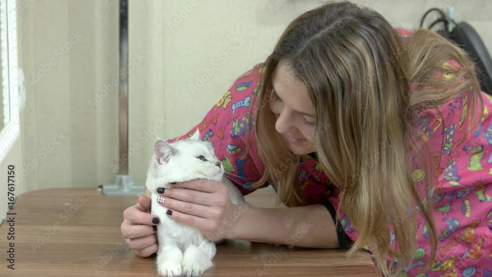 Happy woman and a cat. Female groomer and british shorthair. Friendship of humans and animals. Happy woman and a cat. Female groomer and british shorthair. Friendship of humans and animals.