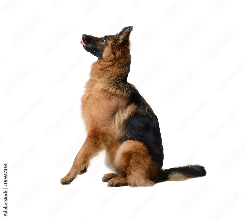Young Fluffy German Shepherd Dog in exhibition standing against white background. Purebred dog in the rack.