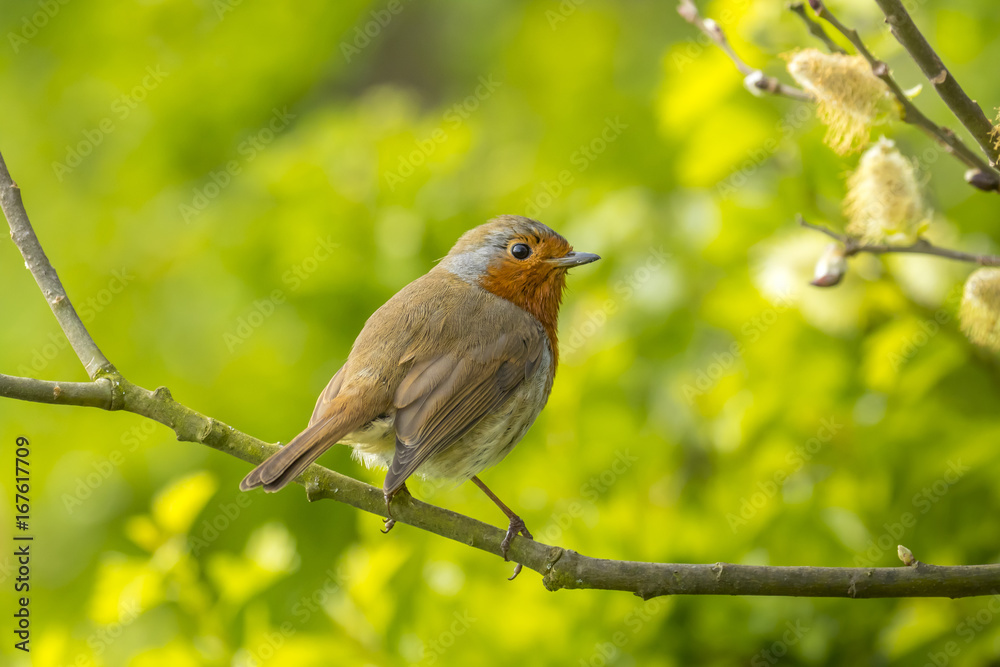 Robin in tree Robin in tree