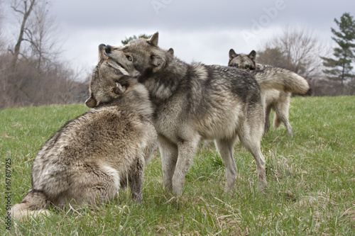 Trouble in the Wolf Pack