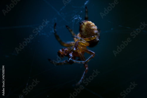Spider © KrzysztofPawel