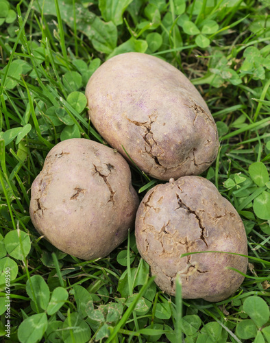 Potato tubers infected with bacterial decay