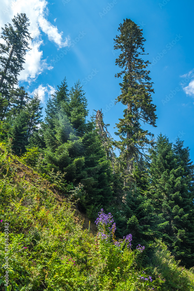 Spruce in Bakhmaro, one of the most beautiful mountain resorts of Georgia Spruce in Bakhmaro, one of the most beautiful mountain resorts of Georgia