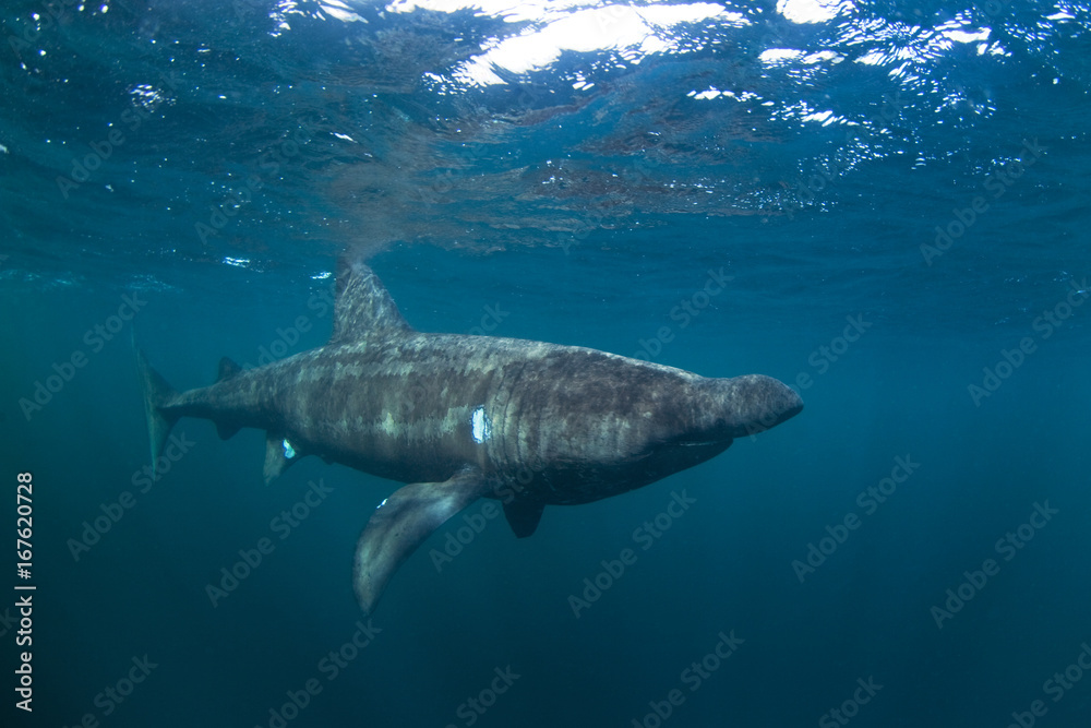 Fototapeta premium basking shark, cetorhinus maximus, Coll island, Scotland