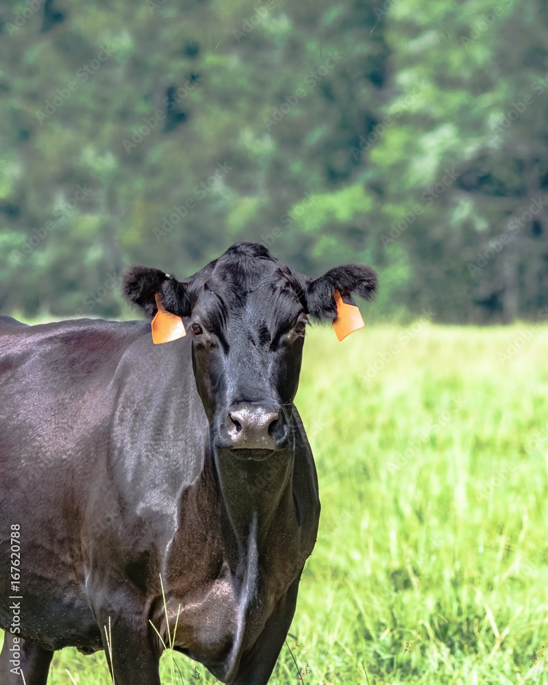 Angus cow - vertical Angus cow - vertical