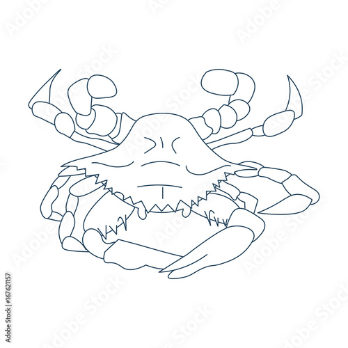 Line Art Styled Vector Illustration: Maryland crab, Atlantic blue crab, or the Chesapeake blue crab also called Callinectes sapidus.