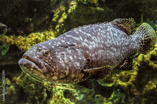 фотографія Underwater giant grouper fish closeup. Epinephelus itajara.