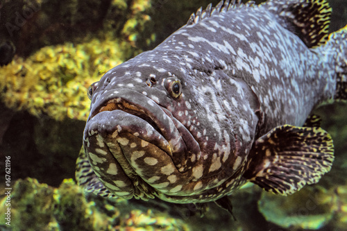 Underwater marine wildlife giant grouper fish face. Epinephelus itajara. photo
