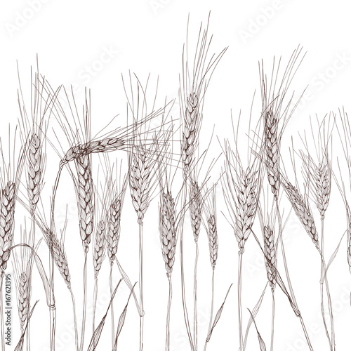 Vector seamless horizontal background with isolated ear of wheat. Black and white hand drawn sketched wheat. Concept for agriculture, organic cereal products, harvesting grain, bakery, healthy food.