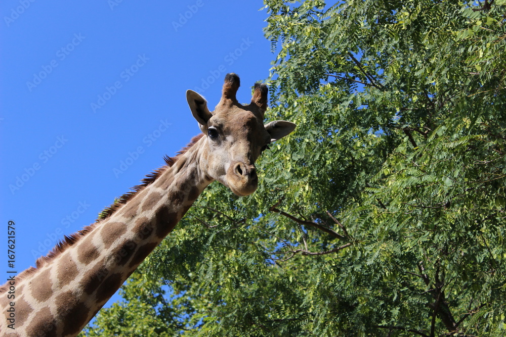 Fototapeta premium Girafa