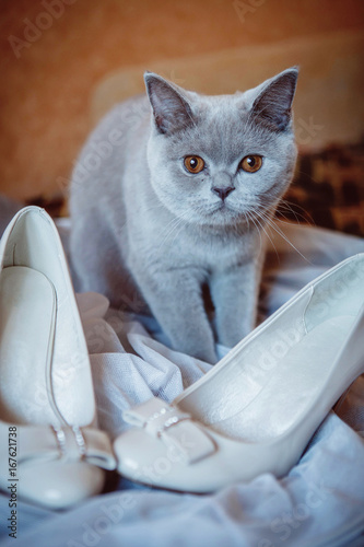 the cat with the bride shoes photo