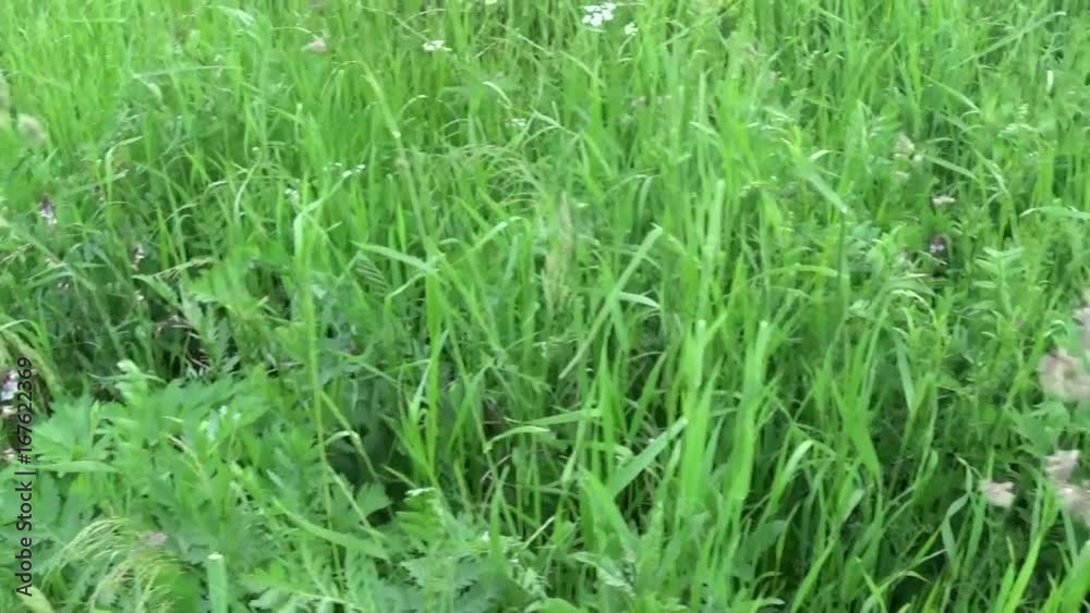 Cocksfoot Dactylis glomerata green grass in summer field motion horizontal panorama camera shutting footage with steadicam Cocksfoot Dactylis glomerata green grass in summer field motion horizontal panorama camera shutting footage with steadicam