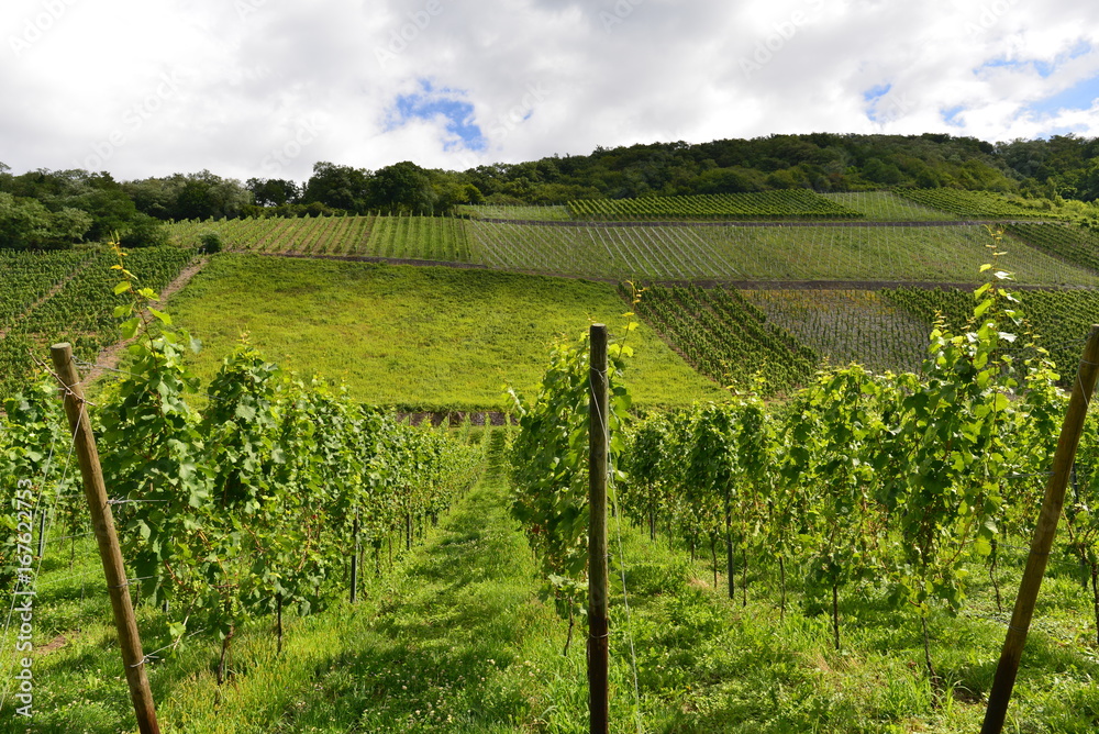 Weinstöcke in Leutesdorf Landkreis Neuwied