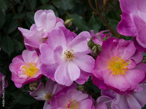 Rose Test Gardens, Portland, Oregon photo