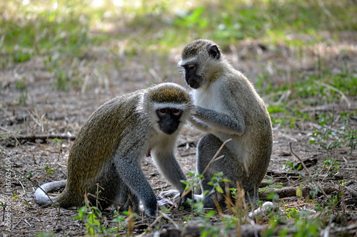 A couple of Vervet Monkeys, Chlorocebus pygerythrus, grooming in nature in Africa