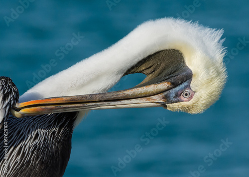 Pelican Mallory Square Key West