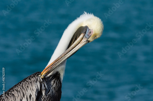 Pelican Mallory Square Key West