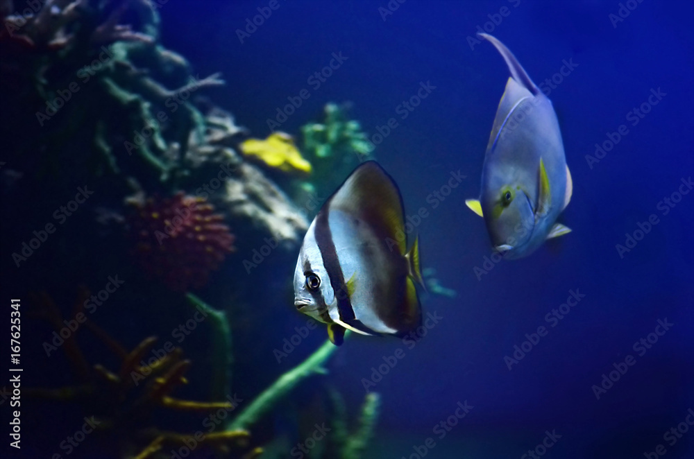 sea fish sea fish