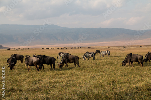 A herd of wildebeests and zebras grazing in Ngorongoro Crater