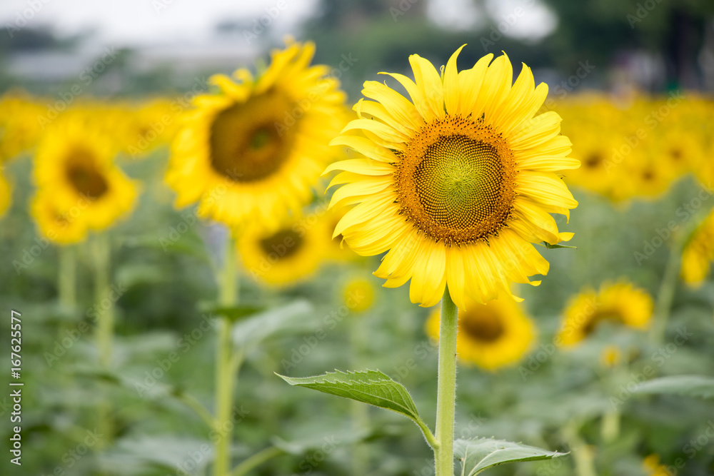 Beautiful yellow sunflower in the farm background