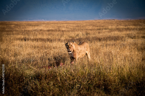 A lioness feeding in Ngorongoro Crater