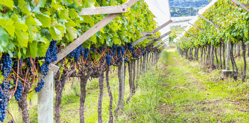 Parreiral com uvas. photo