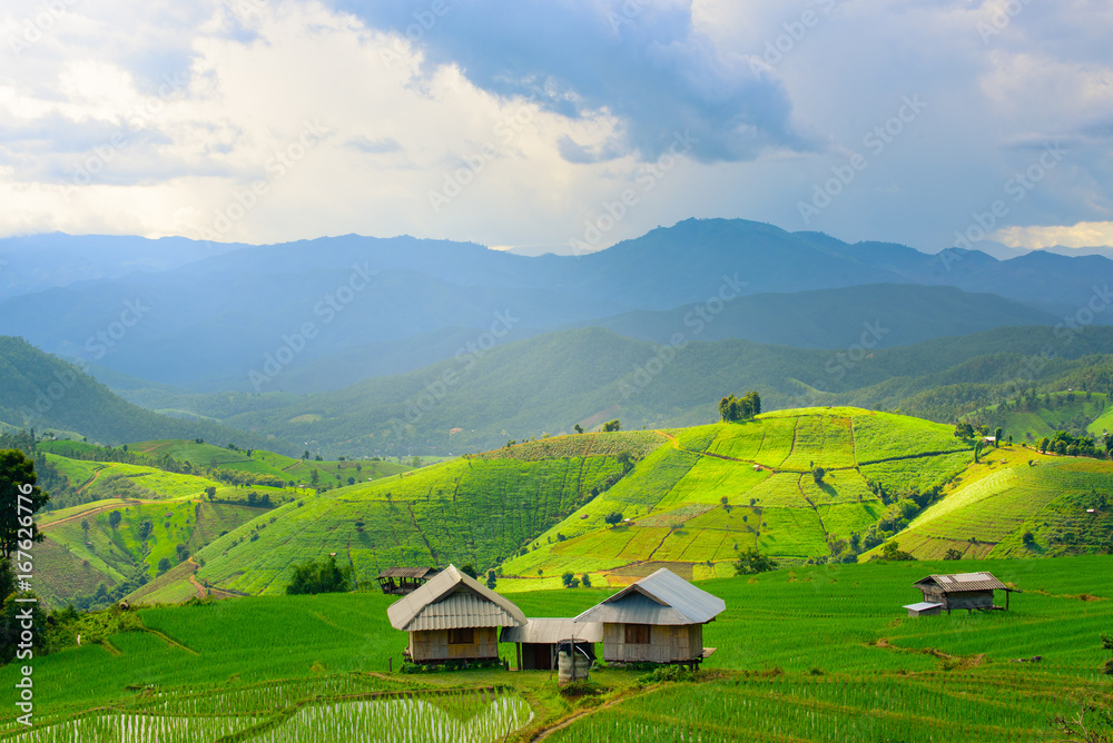 view of green rice fields terrace mountain with cottage in countryside Land with grown plants of paddy and sea of fog at Pa Pong Piang, Thailand