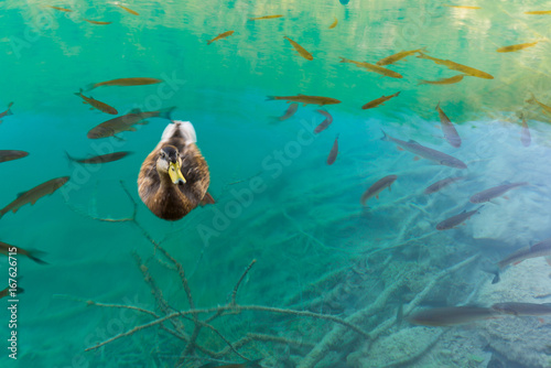 A duck and some fishes in a clear water