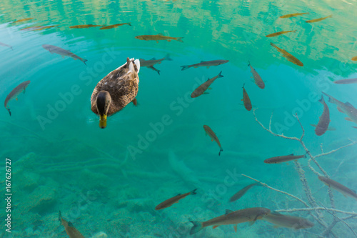 A duck and some fishes in a clear water photo