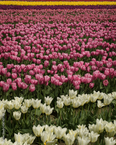 Tulip Field -1