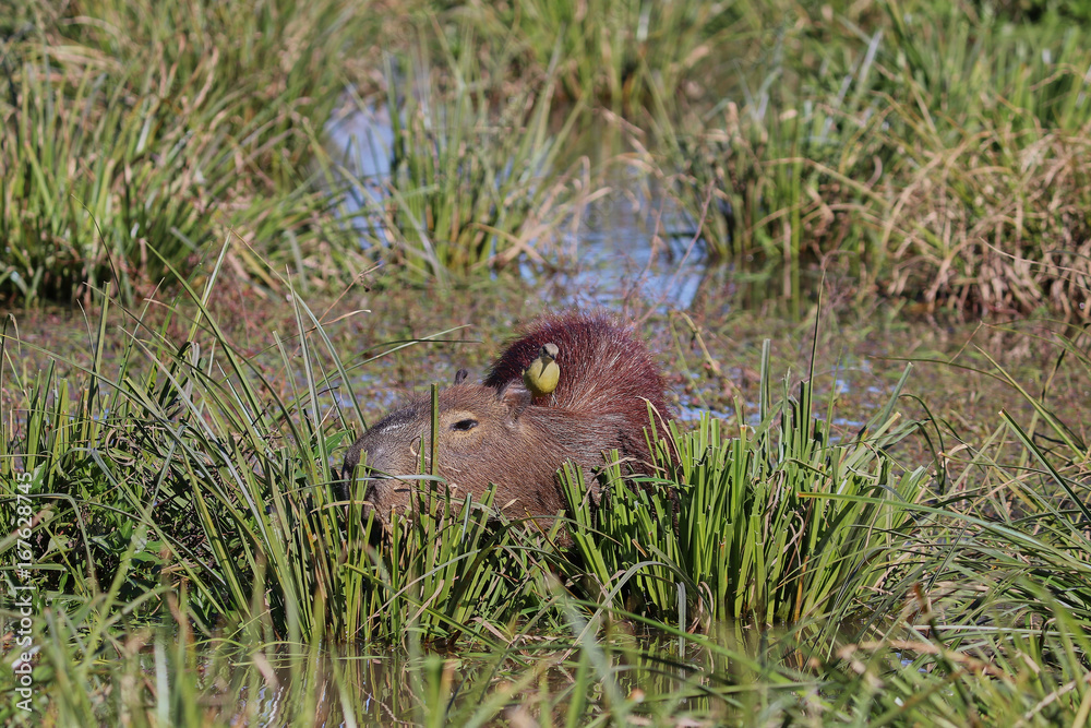 Obraz premium Pájaro sobre carpincho