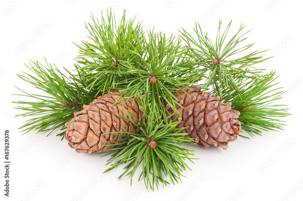 Fototapeta premium Cedar cones with branch