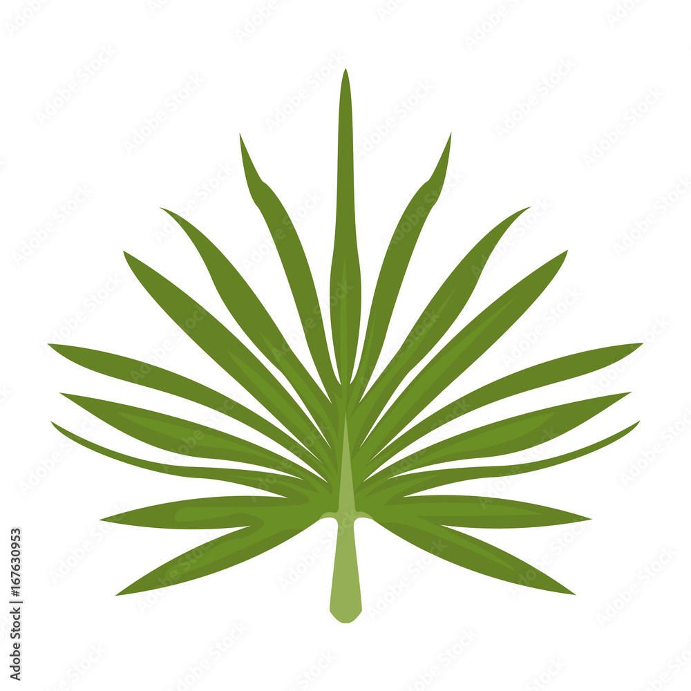 branche and leaves of tropical plants fronds isolated on white background vector illustration branche and leaves of tropical plants fronds isolated on white background vector illustration