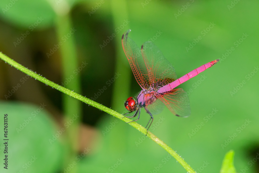 natural red dragonfly on green background natural red dragonfly on green background