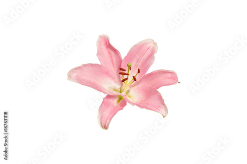 isolated pink Lilly flower on white background