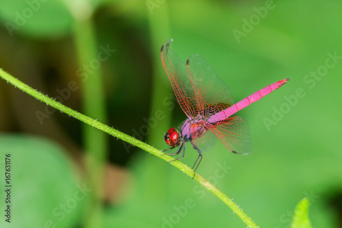 natural red dragonfly on green background