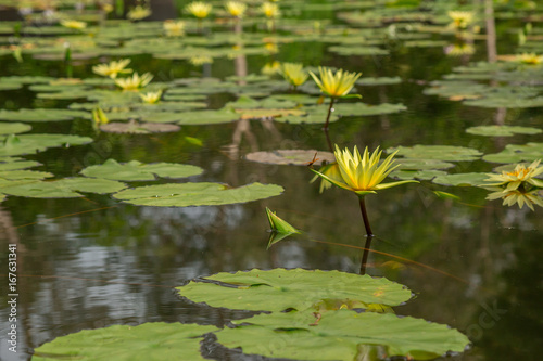 yellow lotus flower on pond  waterlilly