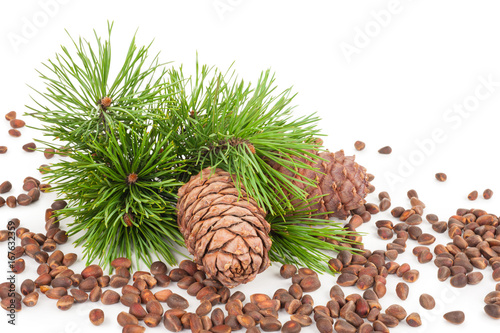 Cedar cones with branch