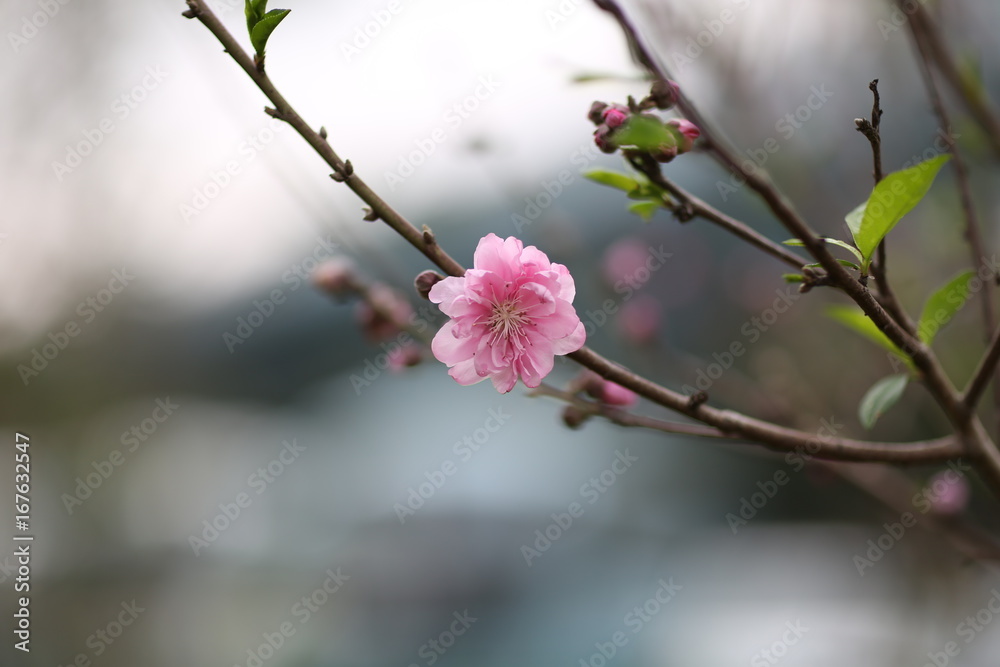 The Peach blossom in Xiamen Zhong Lun Park The Peach blossom in Xiamen Zhong Lun Park