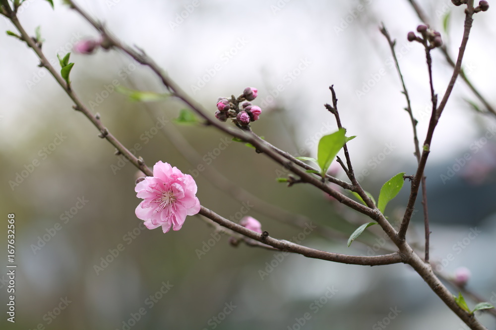 The Peach blossom in Xiamen Zhong Lun Park The Peach blossom in Xiamen Zhong Lun Park