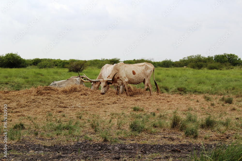 Texas Longhorn Cattle in South Texas Texas Longhorn Cattle in South Texas