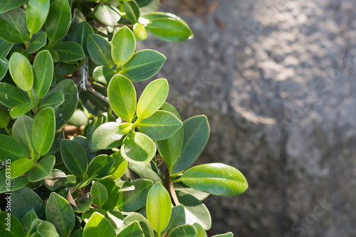 green leaves