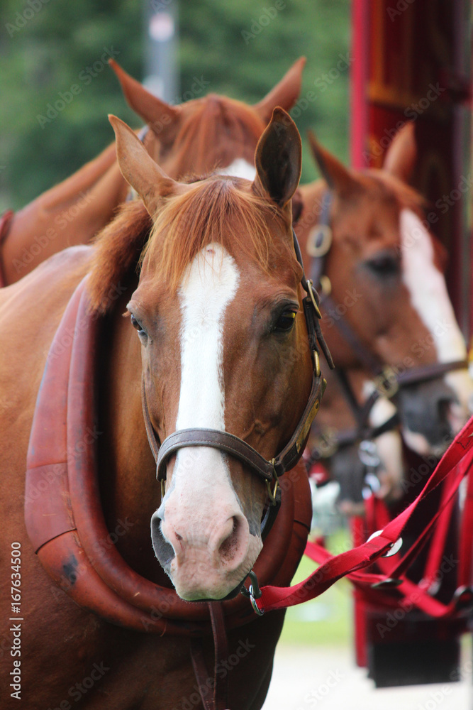 Fototapeta premium 3 Horses